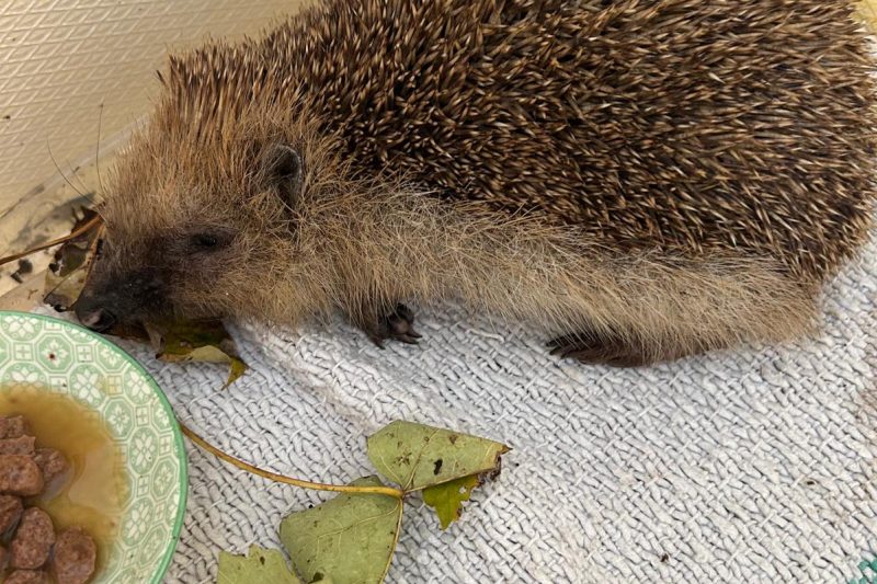 Ein Igel zu Besuch in der 2b.