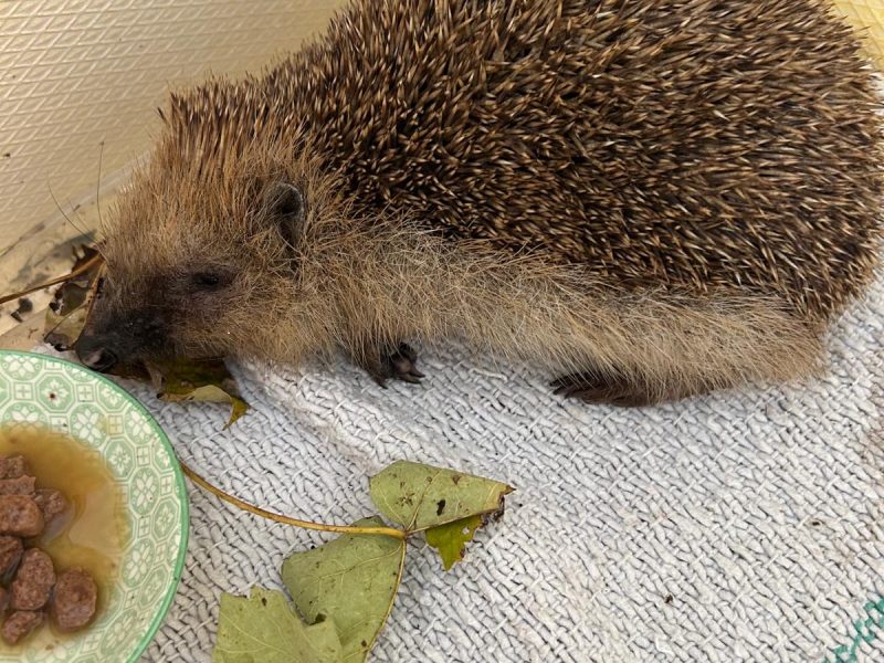 Ein Igel zu Besuch in der 2b.