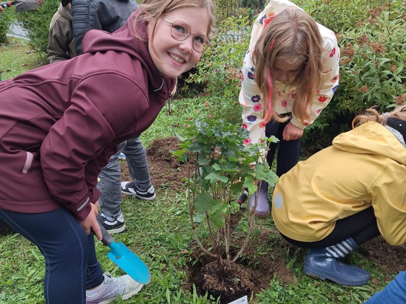 Kinder der 3a pflanzen Beerensträucher im Schulgarten.