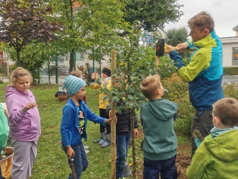 Kinder der 3a helfen beim Pflanzen des Apfelbaums.