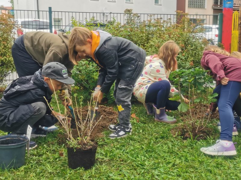 Kinder der 3a pflanzen Beerensträucher im Schulgarten.
