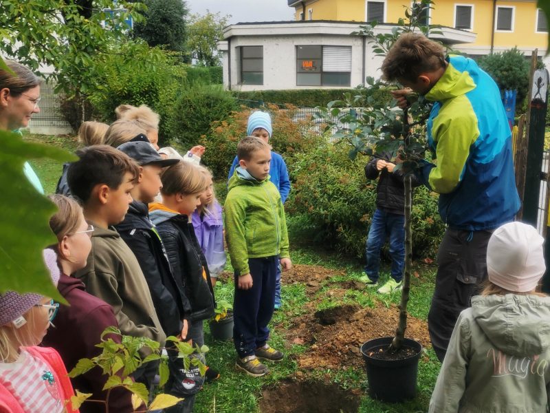 Kinder der 3a erfahren Interessantes über den Apfelbaum.
